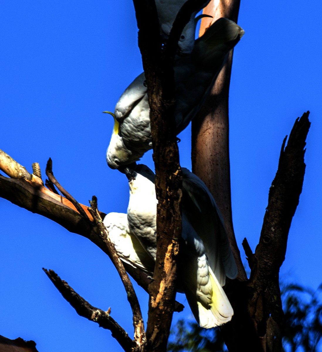 Sulphur-crested Cockatoo - Doyle Wilson