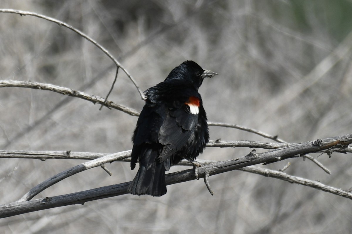 Tricolored Blackbird - ML614675995