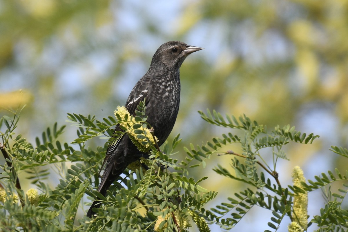 Tricolored Blackbird - ML614676000