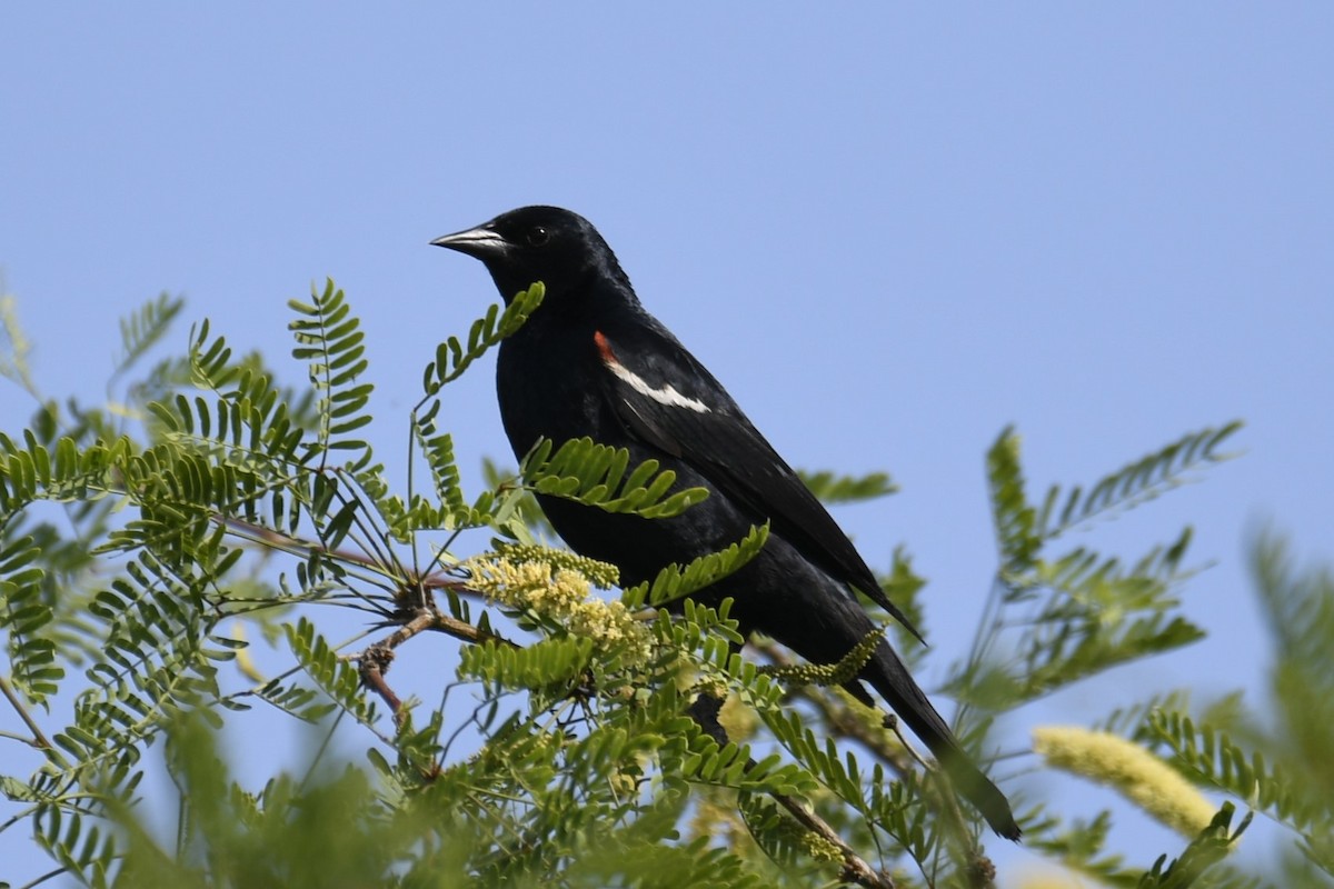 Tricolored Blackbird - Joshua  Smith