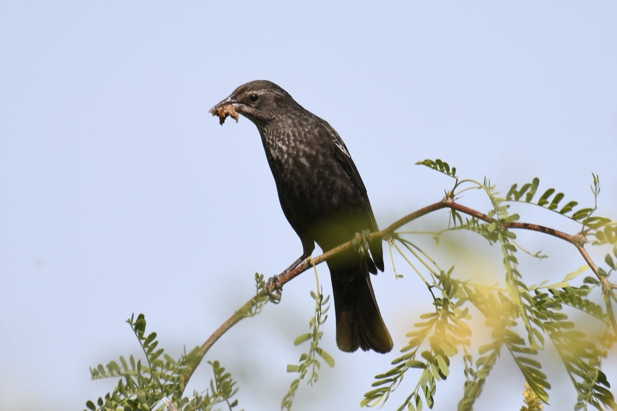 Tricolored Blackbird - ML614676002