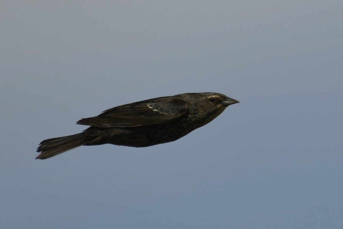 Tricolored Blackbird - ML614676009