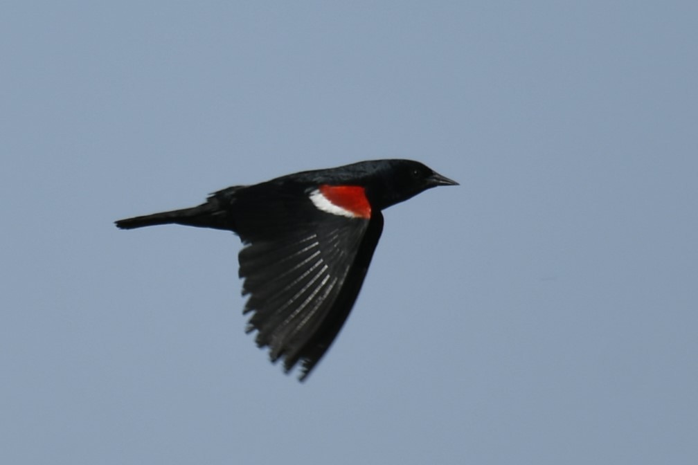 Tricolored Blackbird - ML614676010