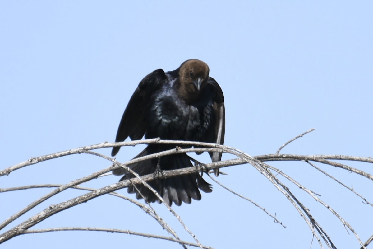 Brown-headed Cowbird - ML614676012