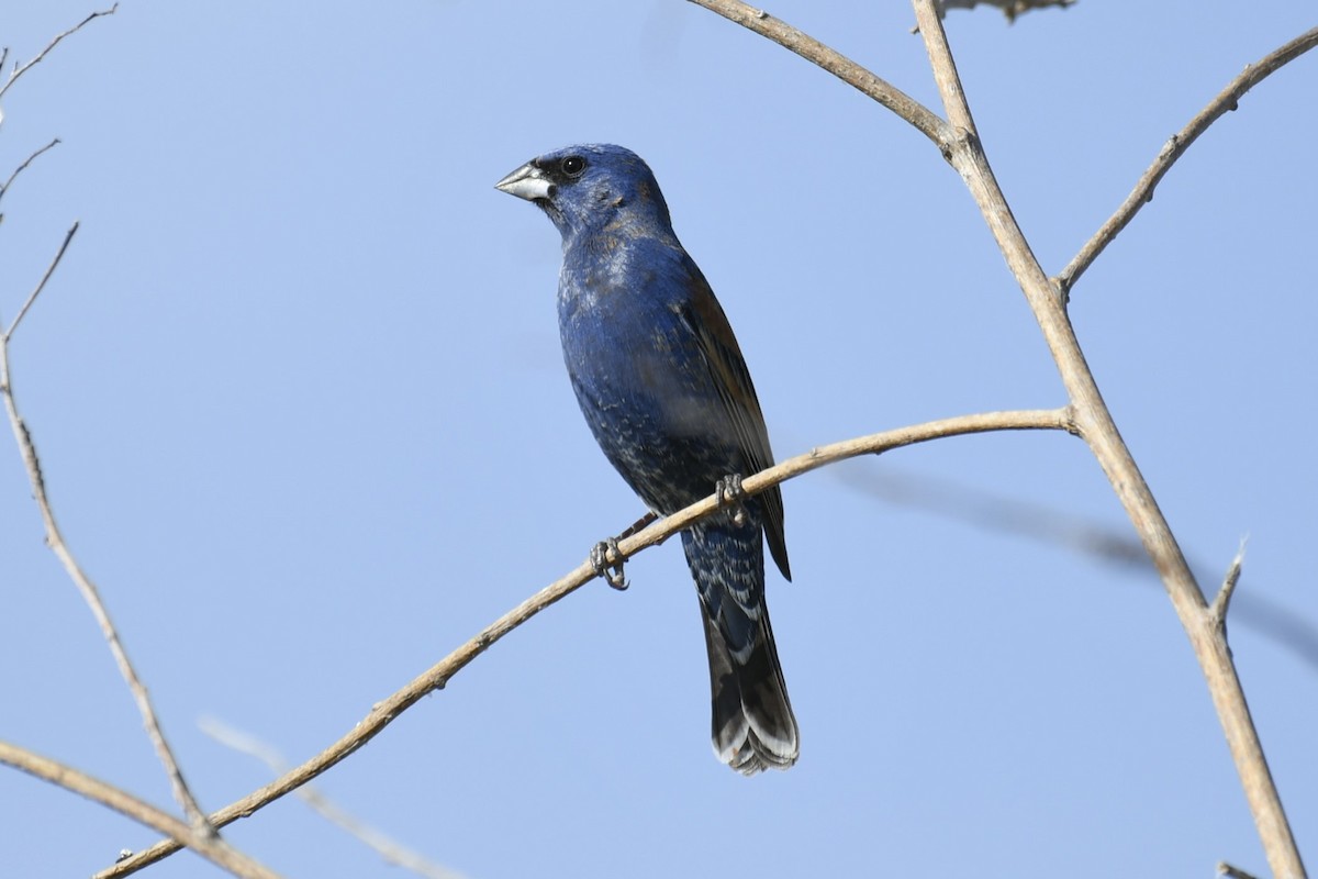 Blue Grosbeak - ML614676019