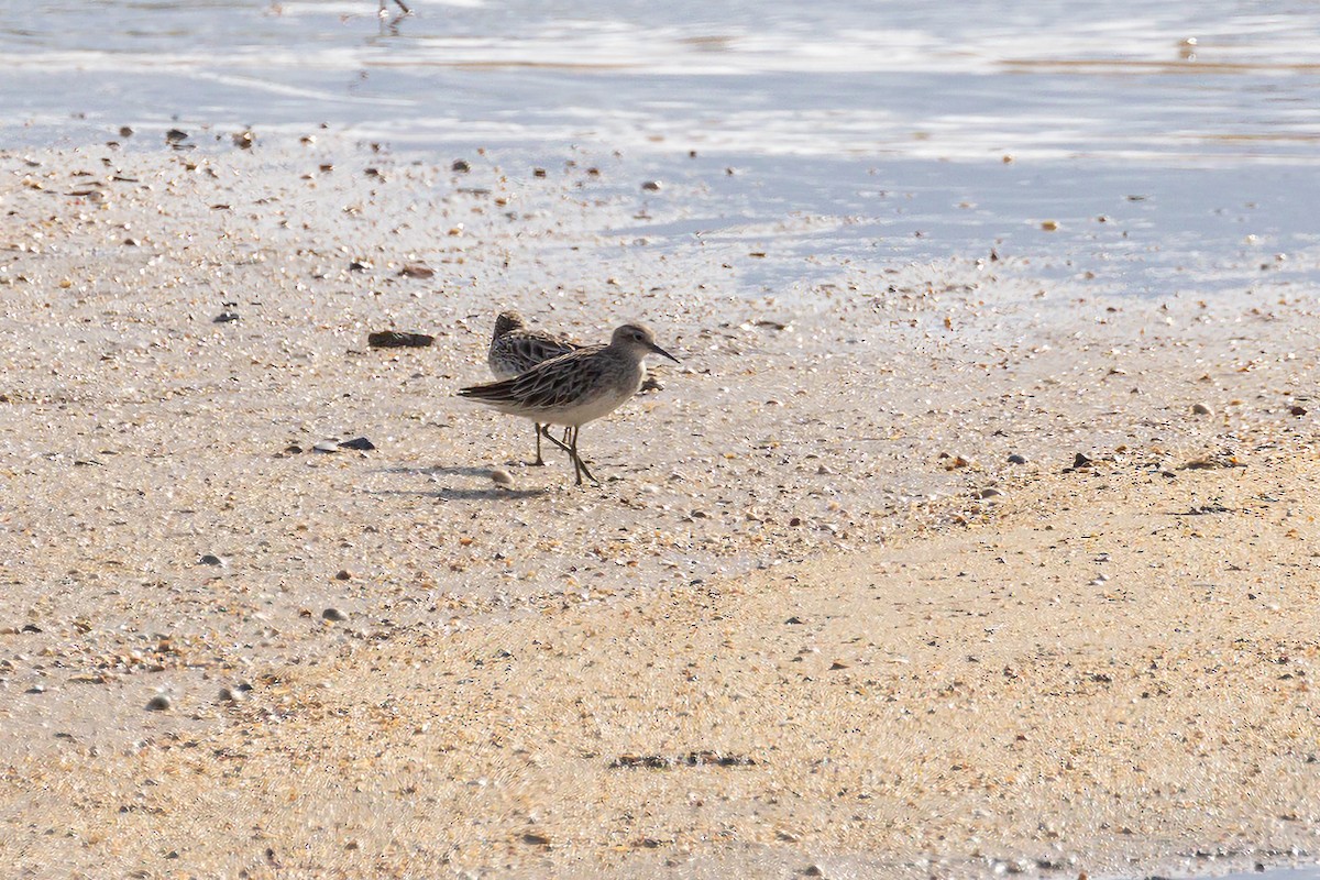 Sharp-tailed Sandpiper - ML614676022