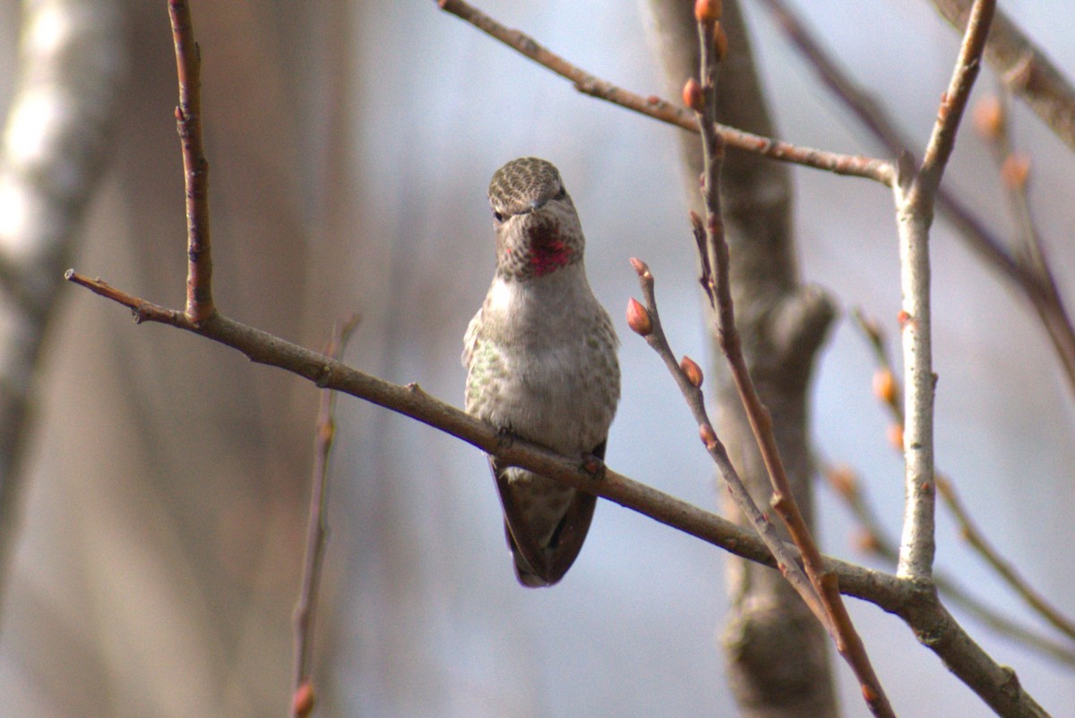 Anna's Hummingbird - ML614676059