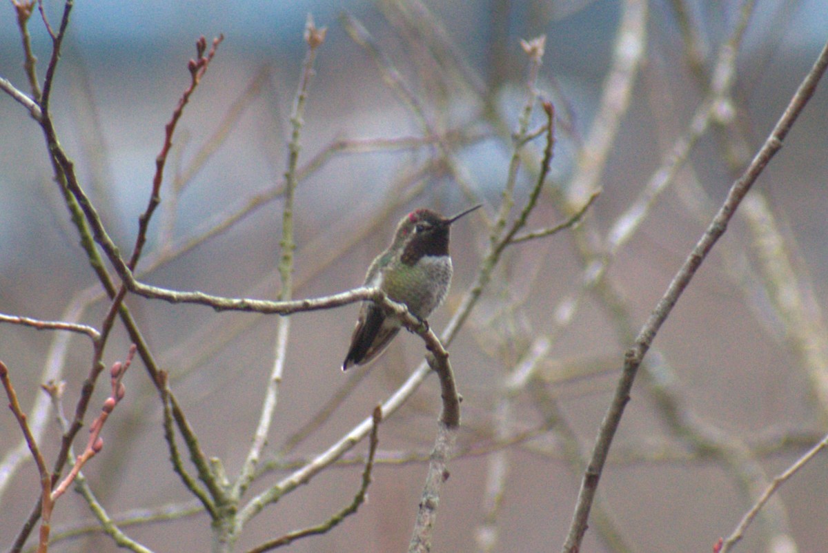 Anna's Hummingbird - ML614676060