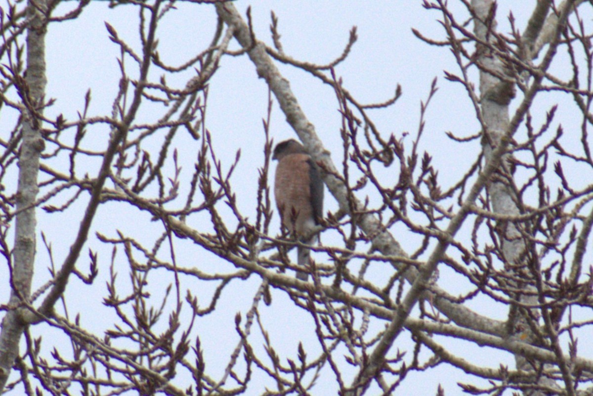 Accipiter sp. - Bill Hubbard