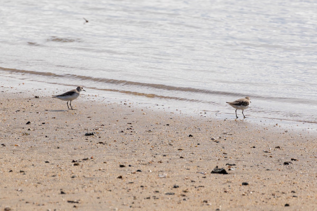 Red-necked Stint - Graham Possingham