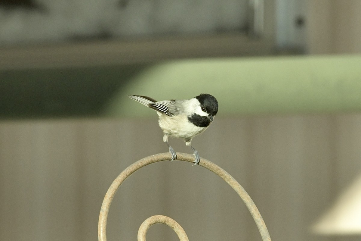 Carolina Chickadee - Héctor Moncada