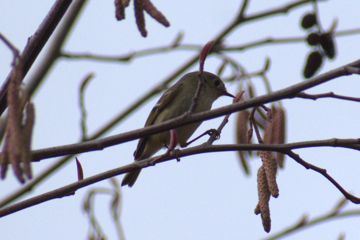 Ruby-crowned Kinglet - ML614676077