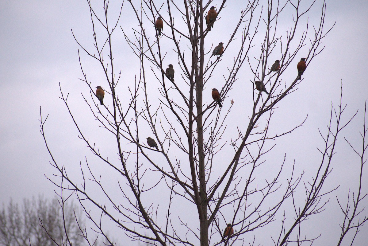 American Robin - ML614676080