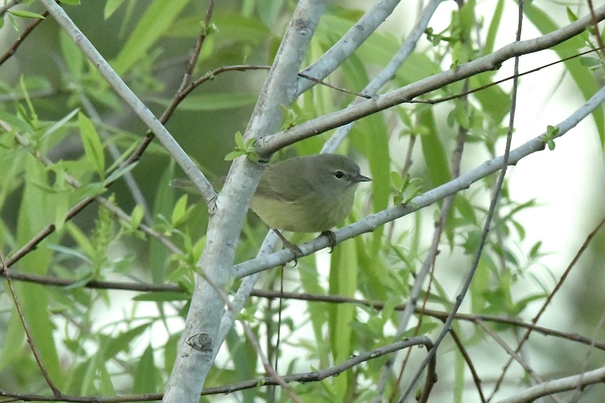 Orange-crowned Warbler - Héctor Moncada