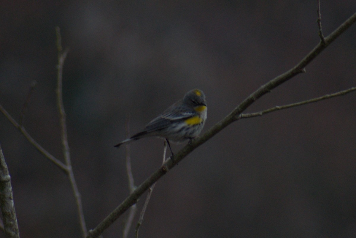 Yellow-rumped Warbler (Audubon's) - ML614676084