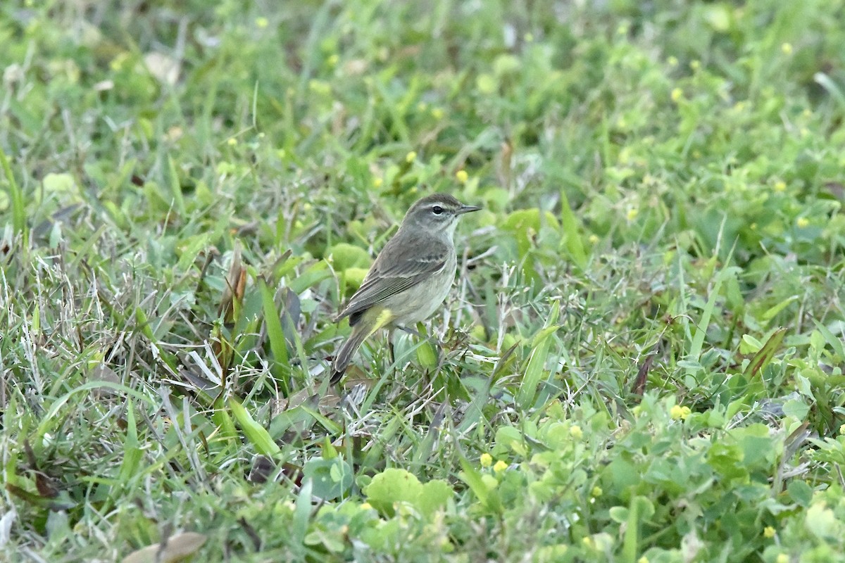 Palm Warbler - Héctor Moncada