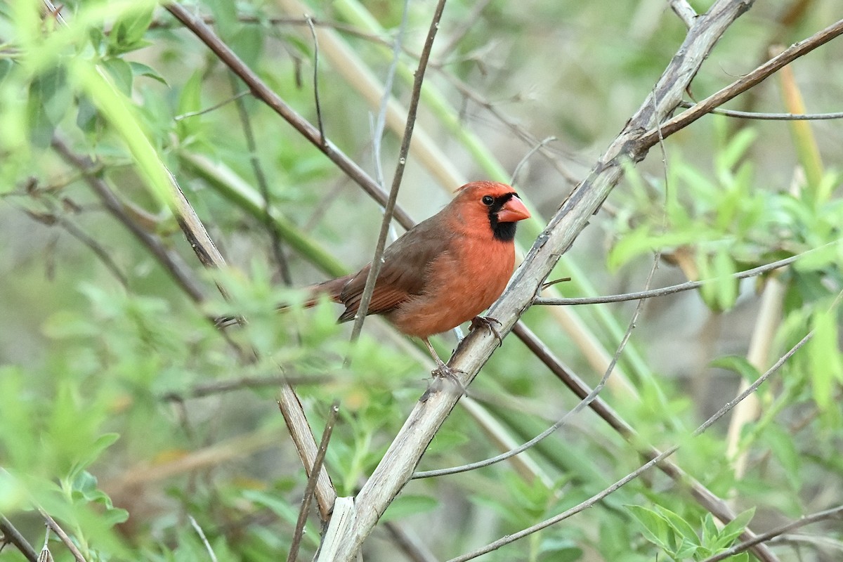 Northern Cardinal - Héctor Moncada