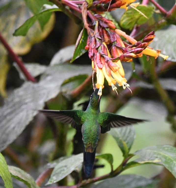 Violet-tailed Sylph - ML614676195