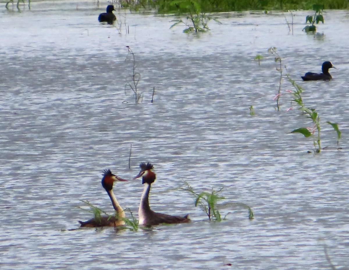 Great Crested Grebe - Paul Dobbie