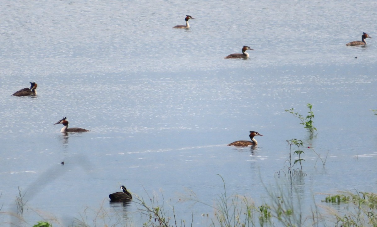 Great Crested Grebe - ML614676225