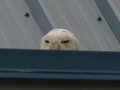 Snowy Owl - ML614676306