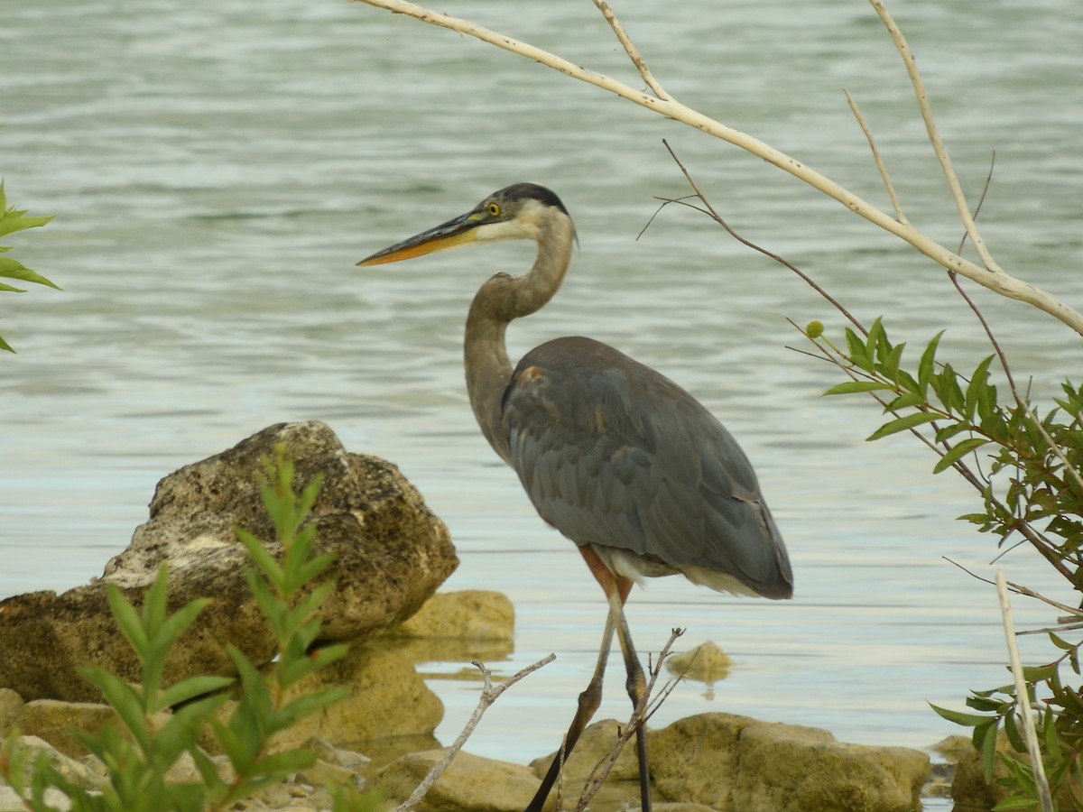 Great Blue Heron - ML61467631