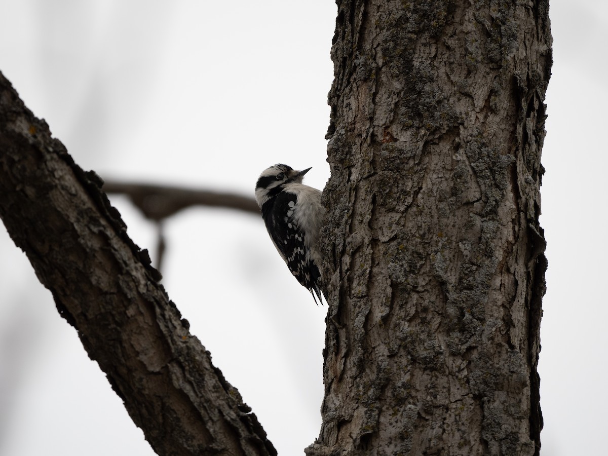 Downy Woodpecker (Eastern) - ML614676311