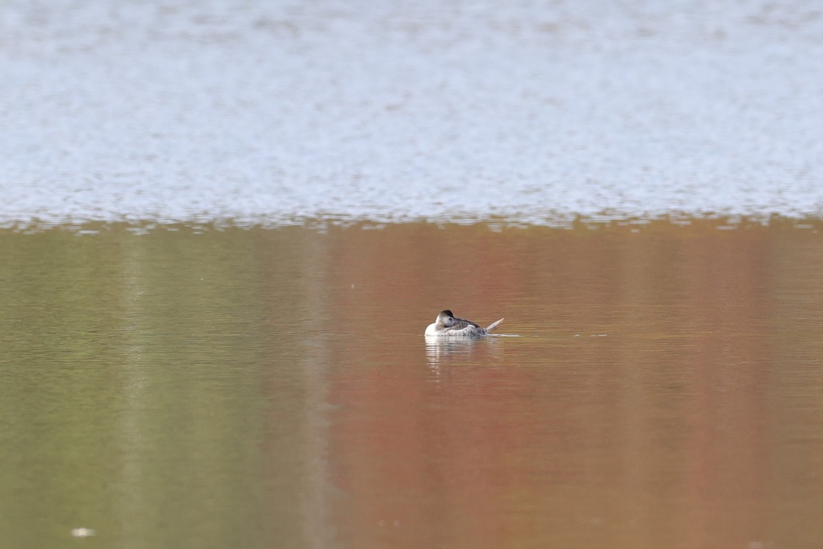 Ruddy Duck - ML614676362