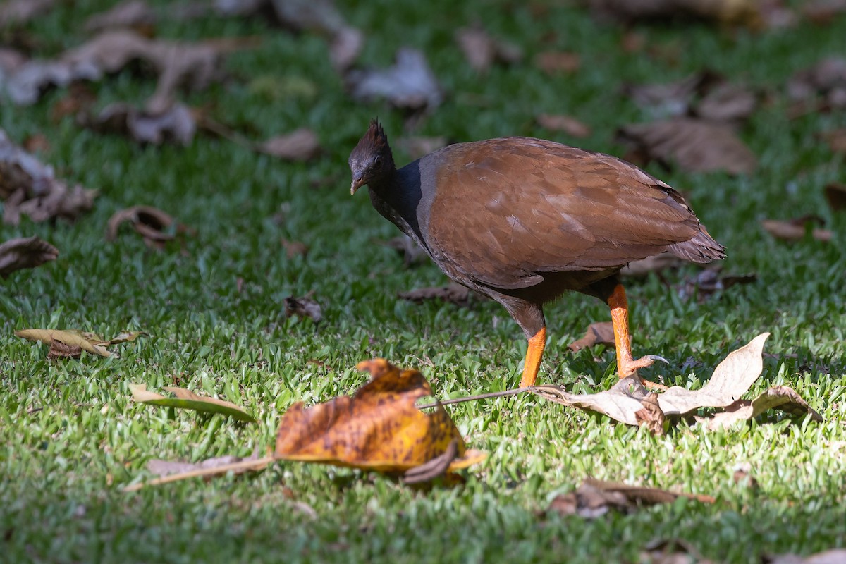 Orange-footed Megapode - ML614676384