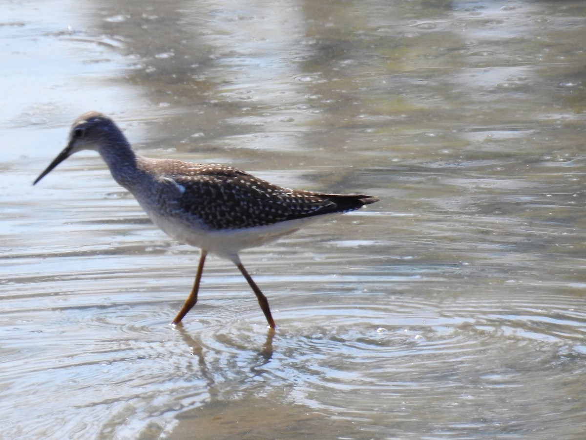 Lesser Yellowlegs - ML614676416