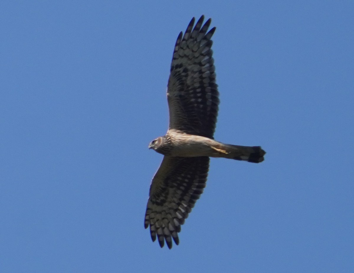 Hen Harrier - Sud Menon