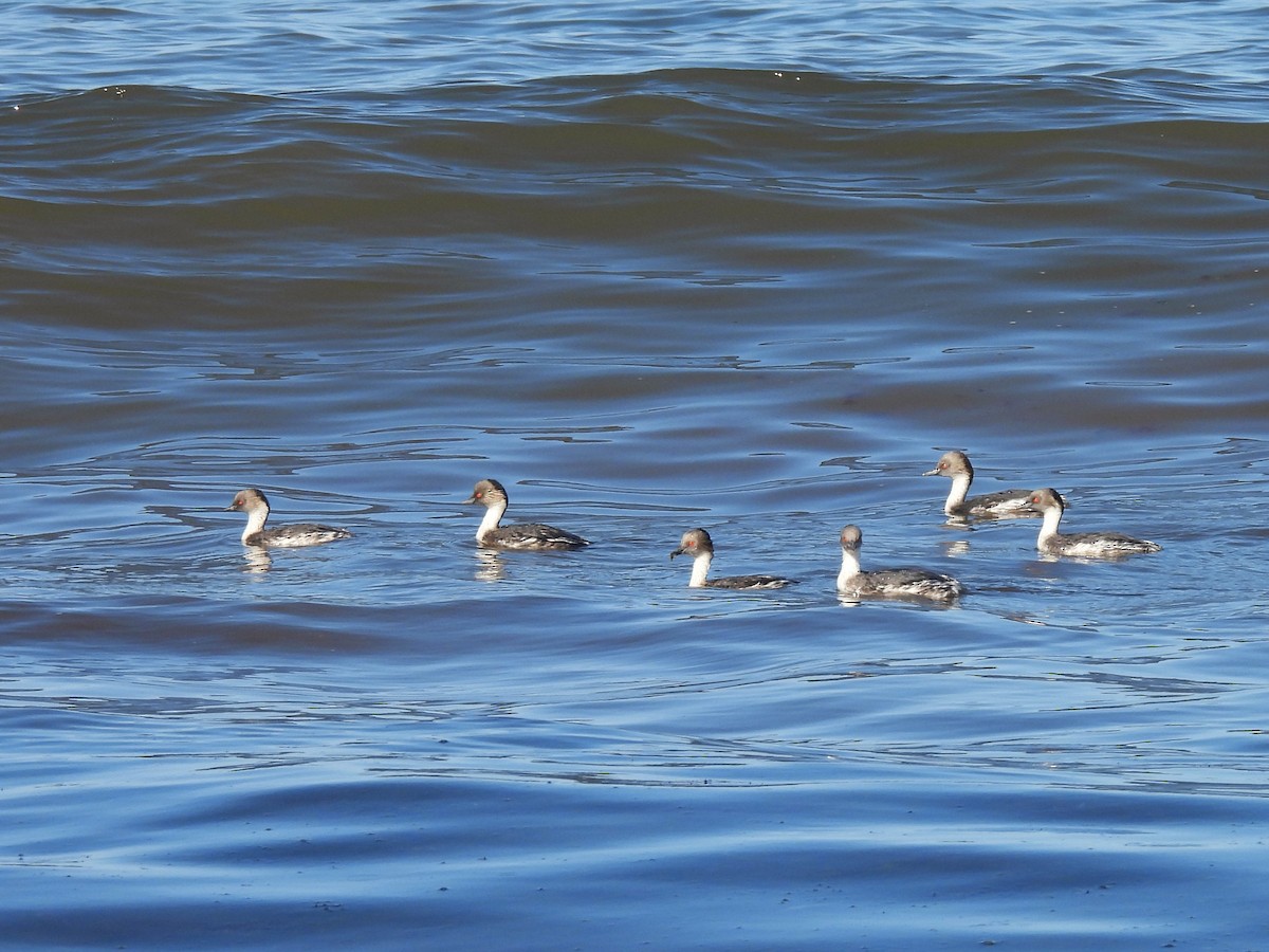 Silvery Grebe - Maria Lujan Solis