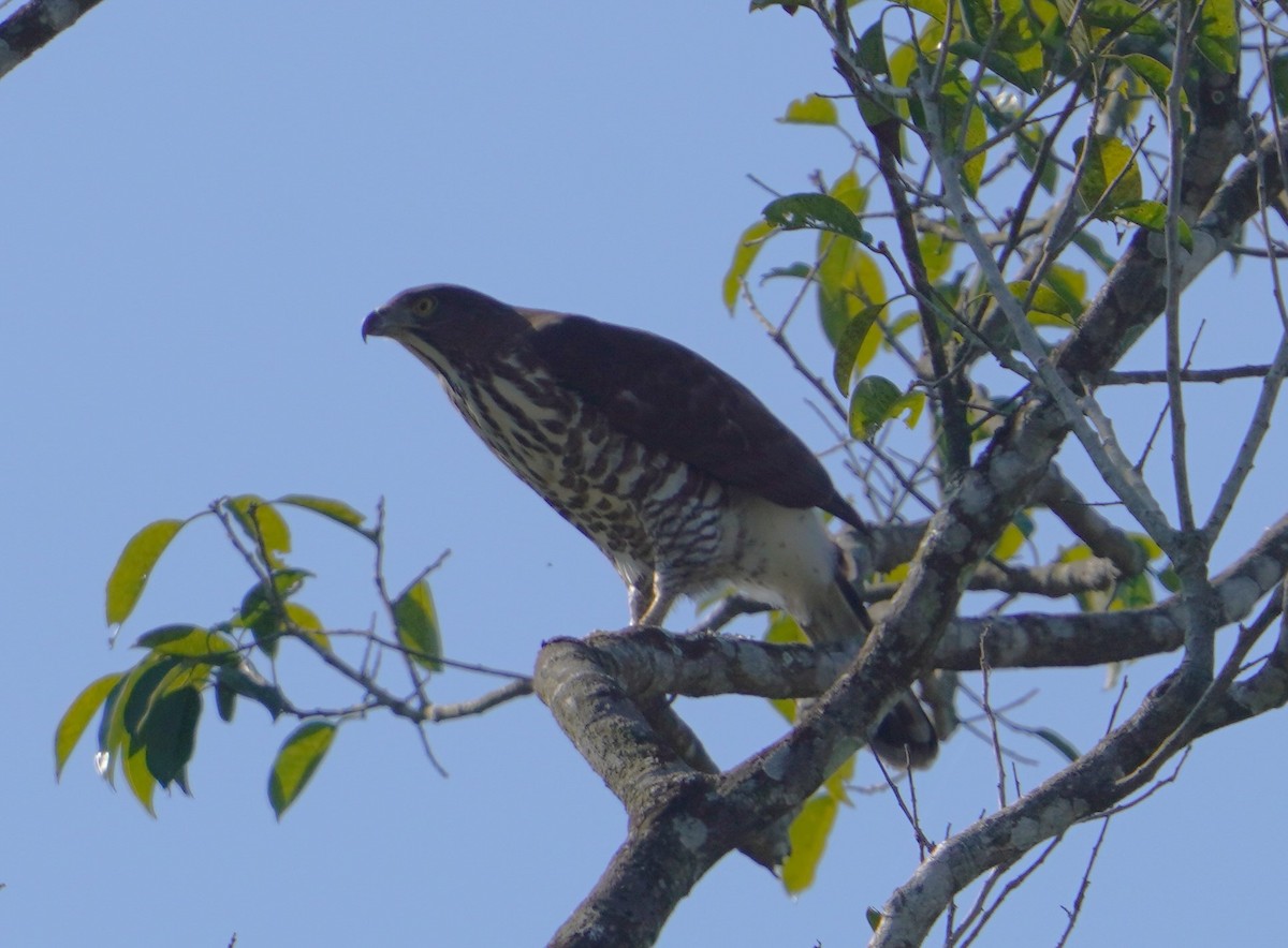 Crested Goshawk - ML614676481