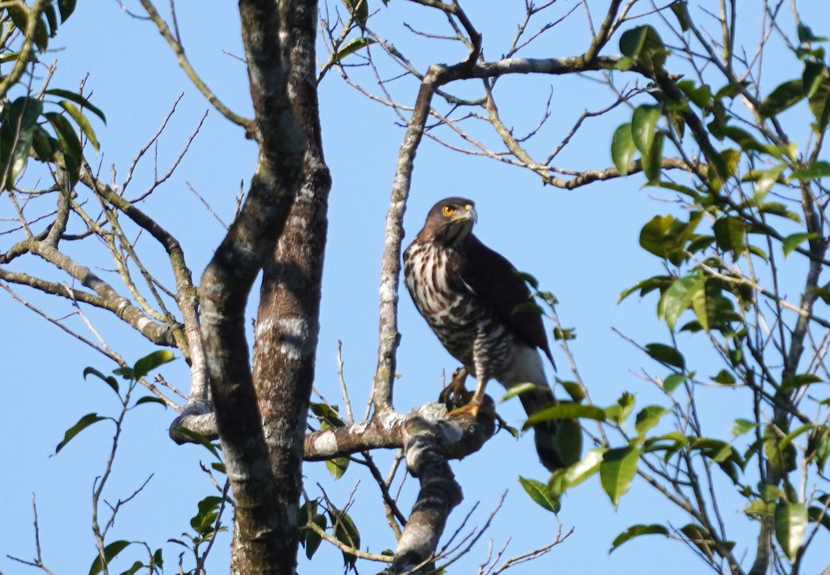 Crested Goshawk - ML614676482