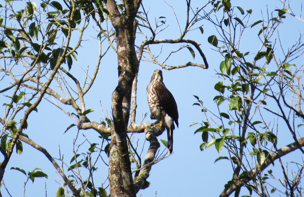 Crested Goshawk - ML614676502