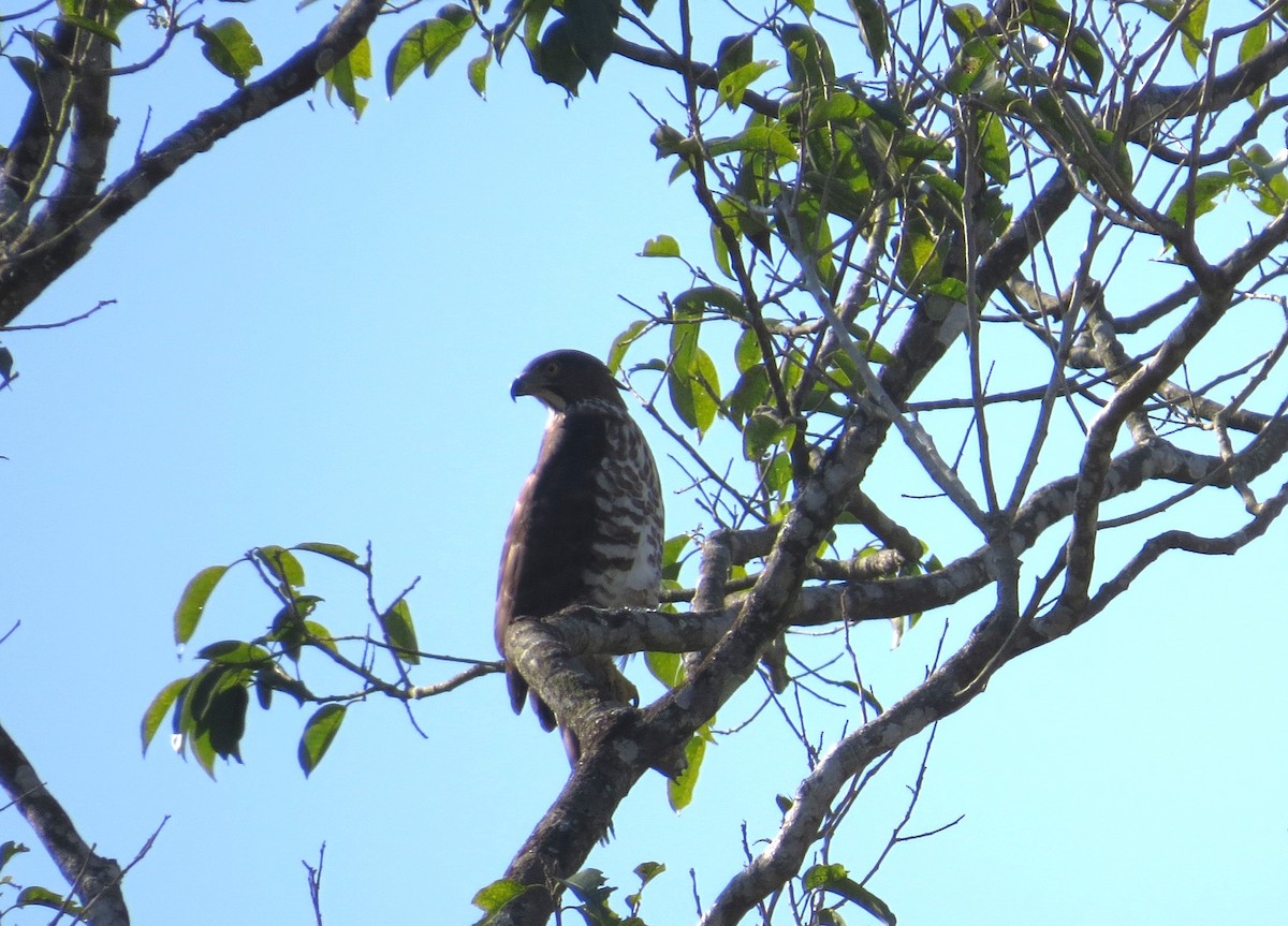 Crested Goshawk - ML614676503