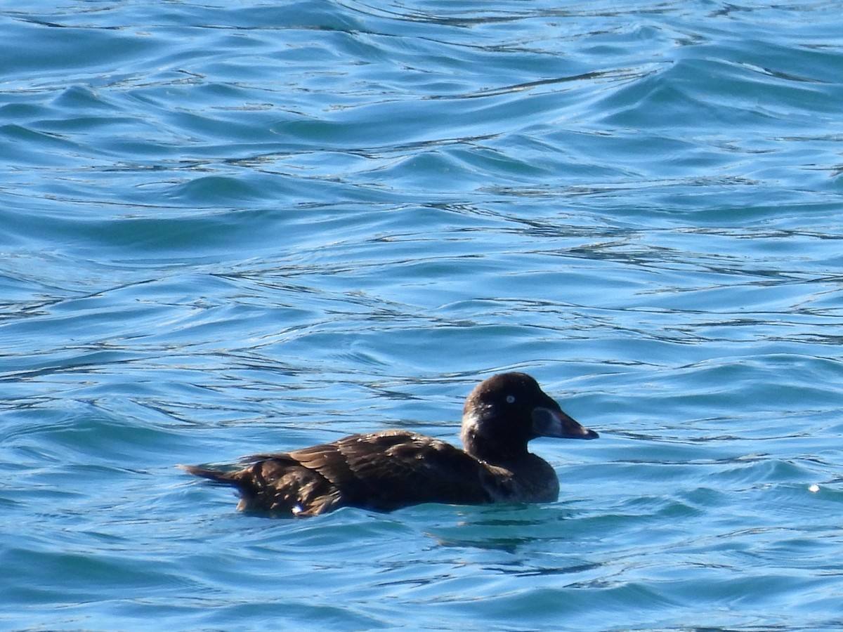 scoter sp. - ML614676510