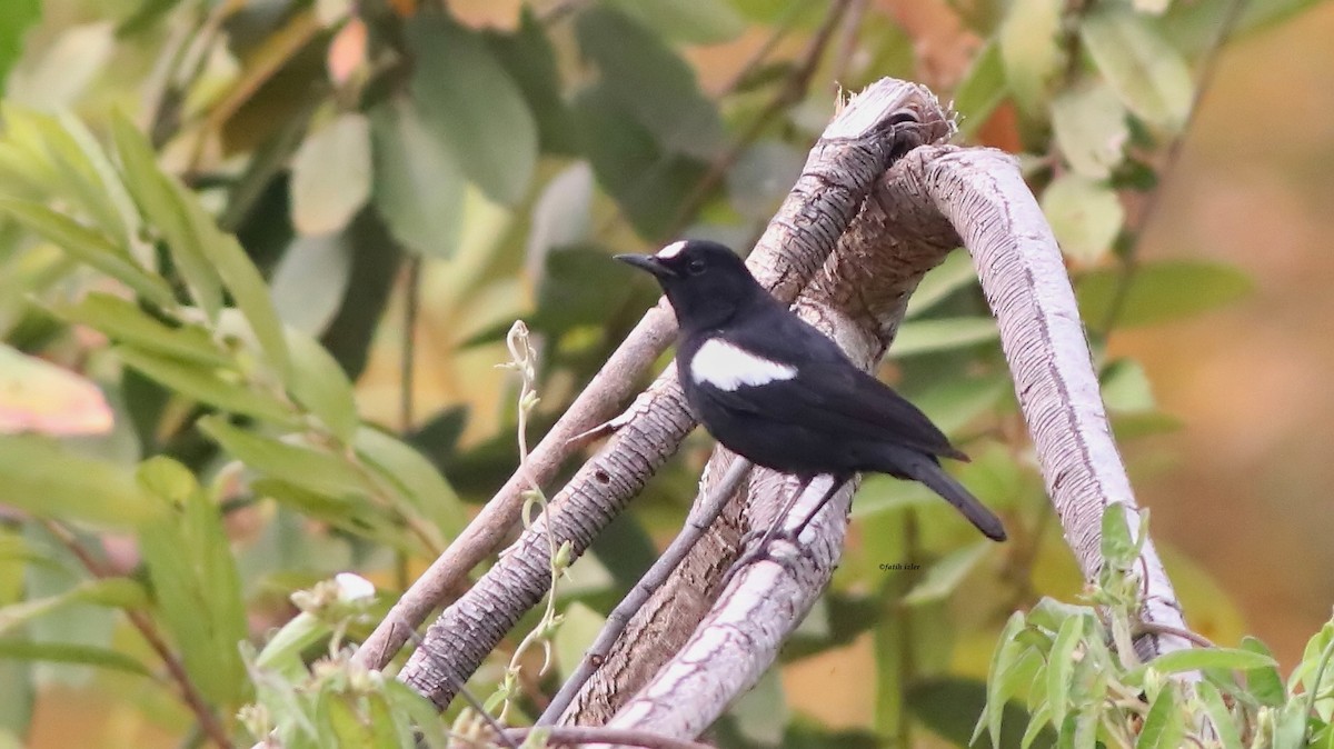 White-fronted Black-Chat - ML614676519