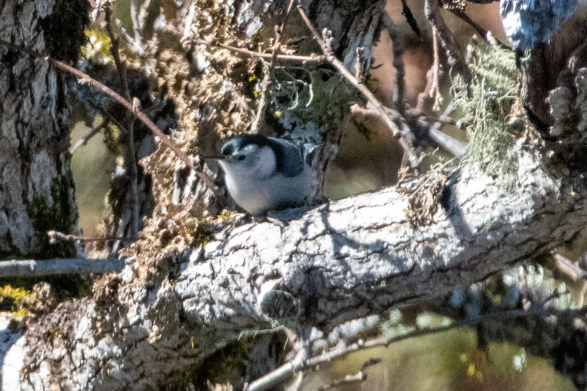 White-breasted Nuthatch - ML614676524