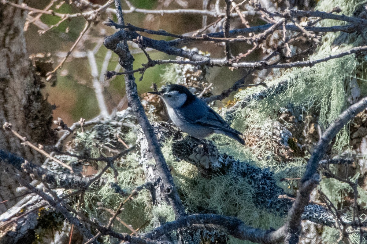White-breasted Nuthatch - ML614676525