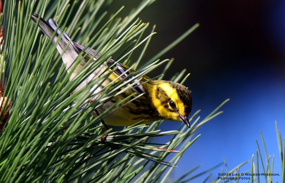 Townsend's Warbler - ML614676531