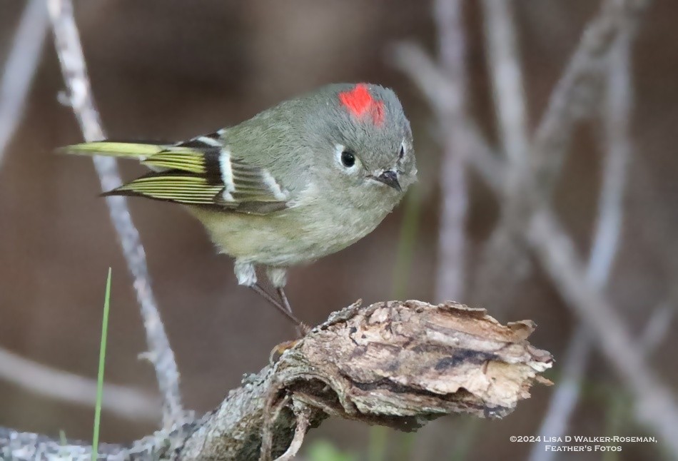 Ruby-crowned Kinglet - ML614676537