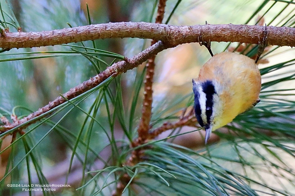 Red-breasted Nuthatch - Lisa Walker-Roseman