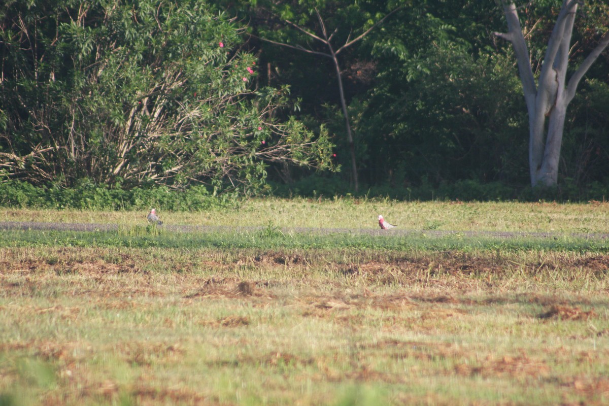 Galah - Colton Tinkey