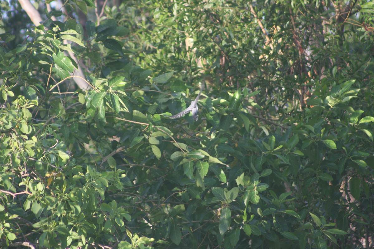 White-bellied Cuckooshrike - Colton Tinkey