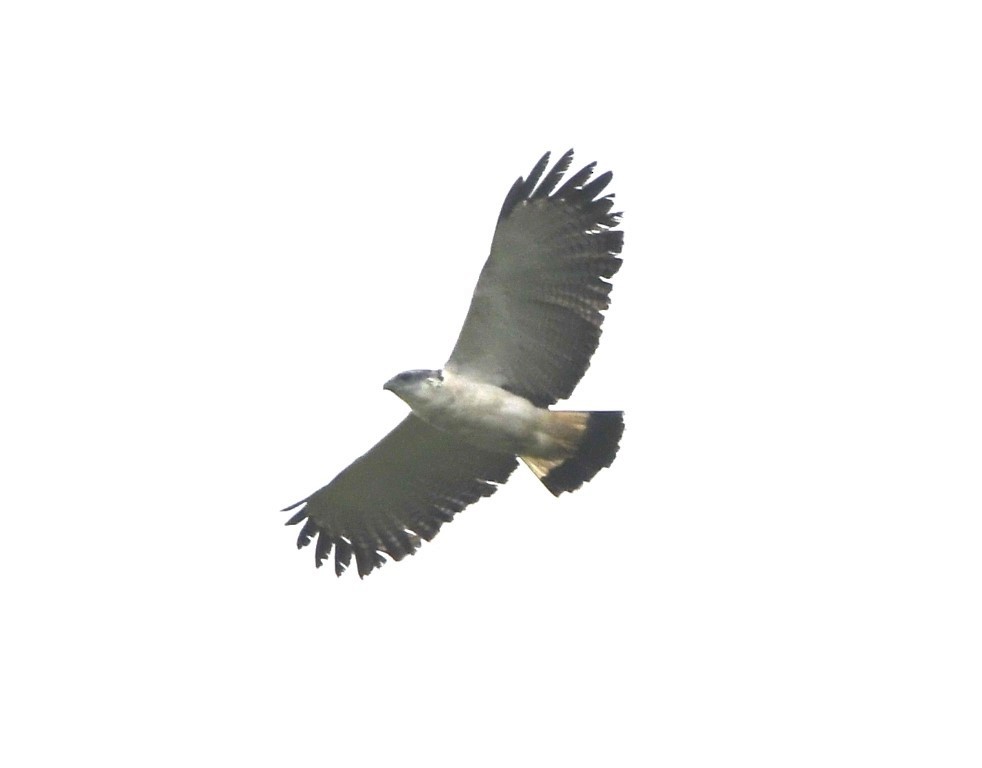 Gray-backed Hawk - Steve Davis