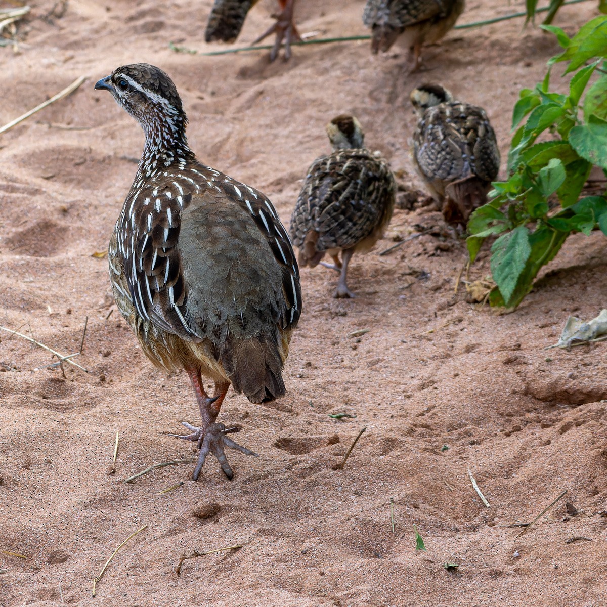 Crested Francolin - ML614676657