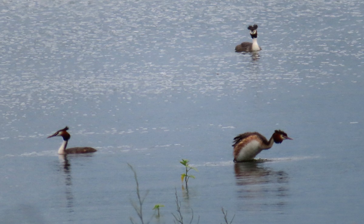 Great Crested Grebe - Paul Dobbie