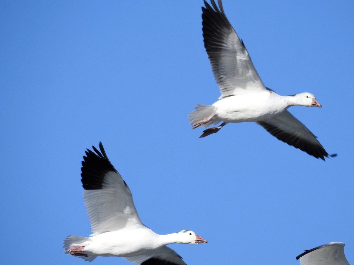 Snow Goose - ML614676692