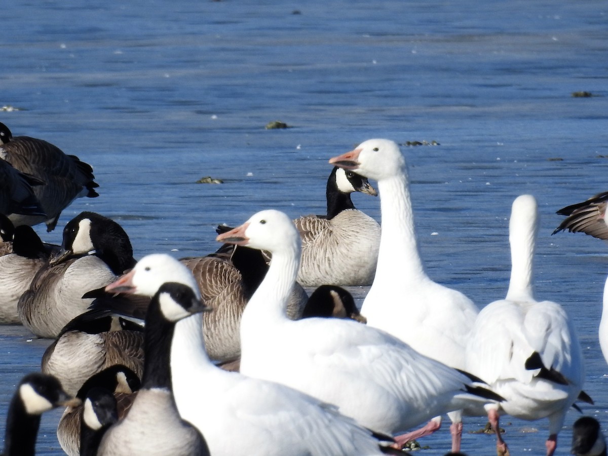 Snow Goose - ML614676693